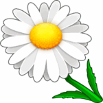 زهرة الأقحوان